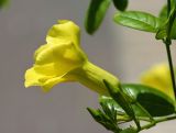 Pentalinon luteum