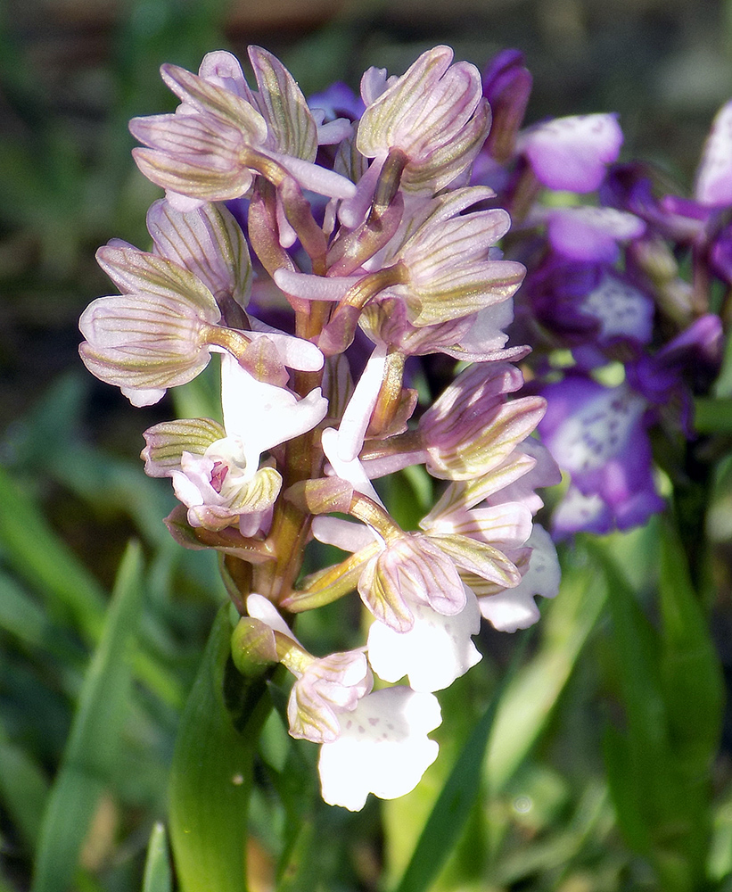 Image of Anacamptis morio ssp. caucasica specimen.