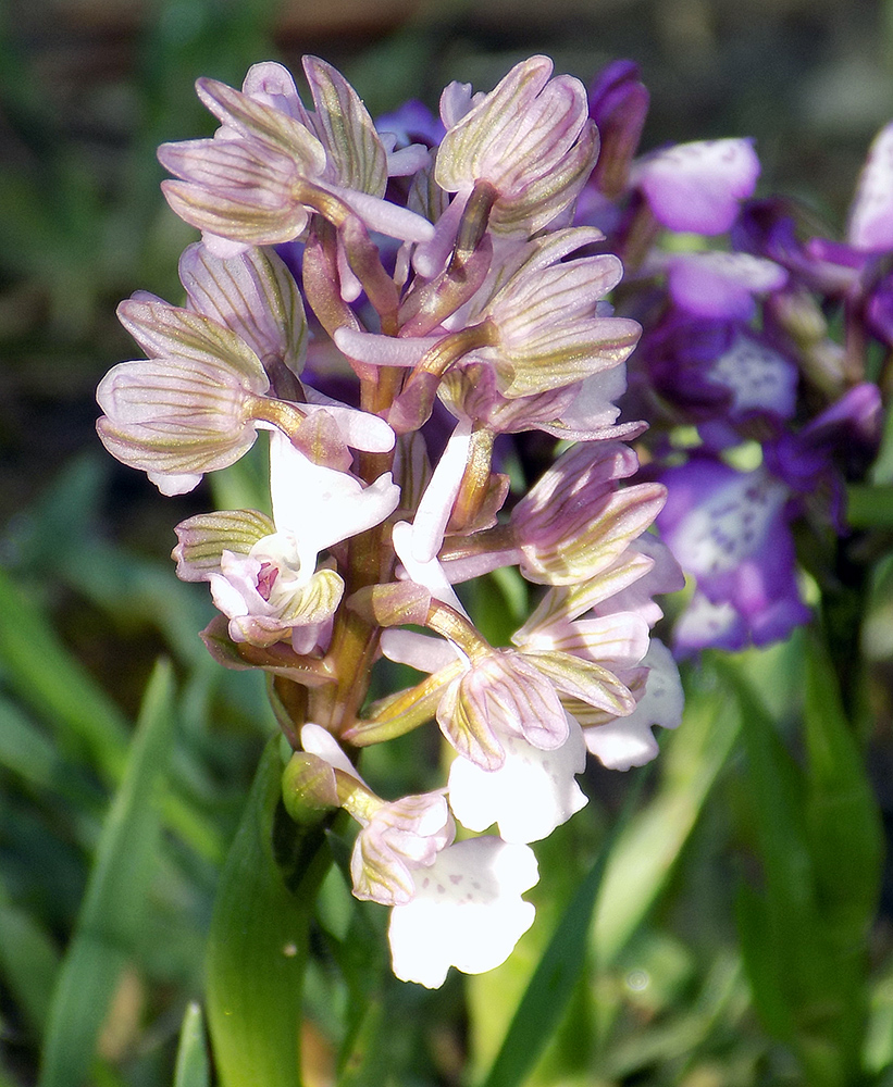 Изображение особи Anacamptis morio ssp. caucasica.