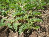 Astragalus glycyphyllos