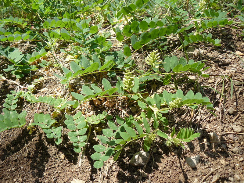 Изображение особи Astragalus glycyphyllos.