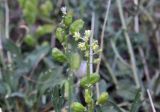 Reseda lutea