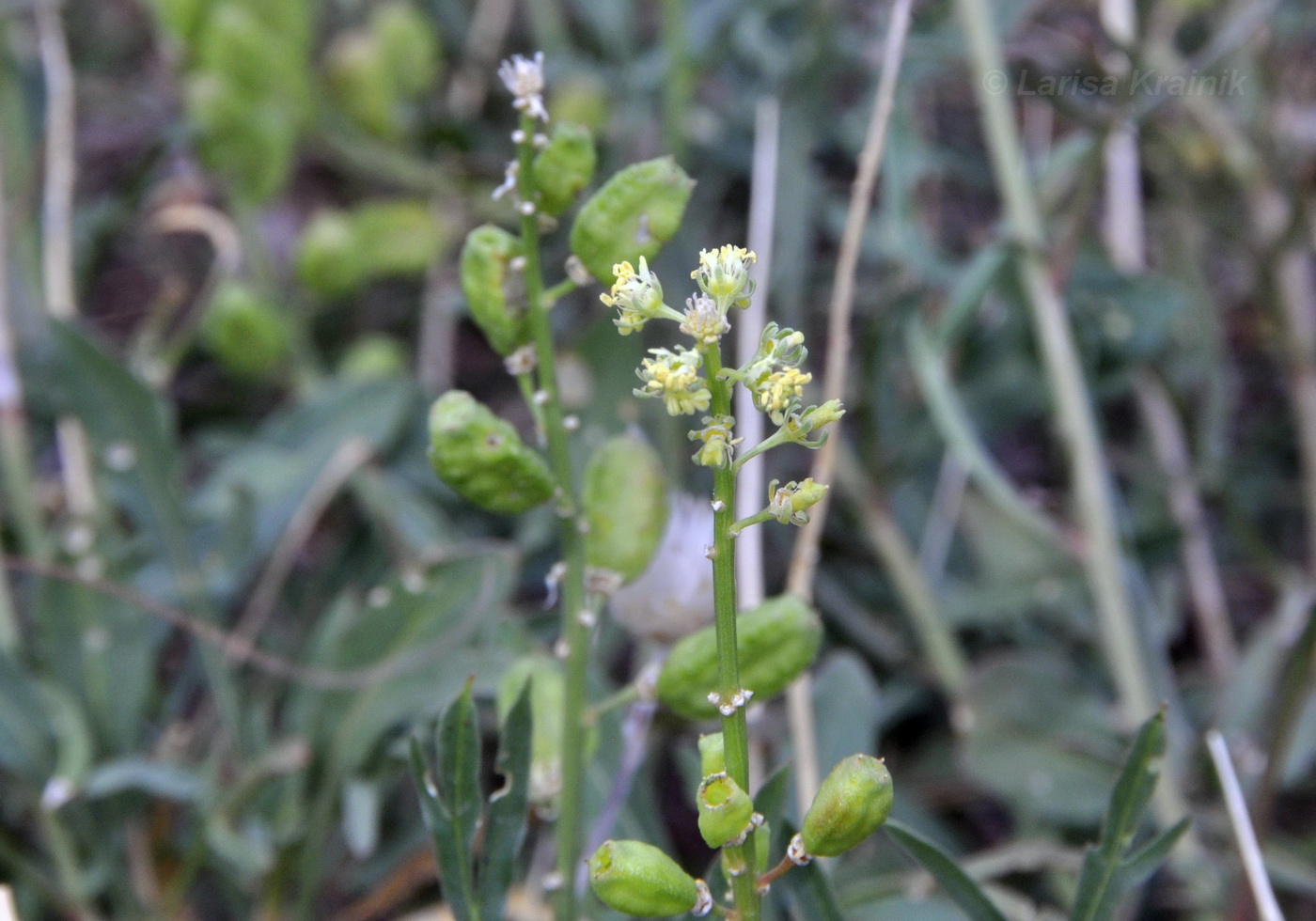 Изображение особи Reseda lutea.