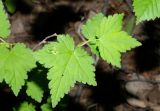 Ribes pallidiflorum