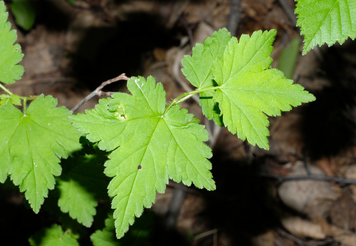 Изображение особи Ribes pallidiflorum.