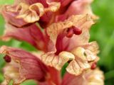 Orobanche alba. Цветок. Украина, Ивано-Франковская обл., Галичский р-н, окр. с. Бовшев, Касова гора, луговой склон. 24 июня 2010 г.