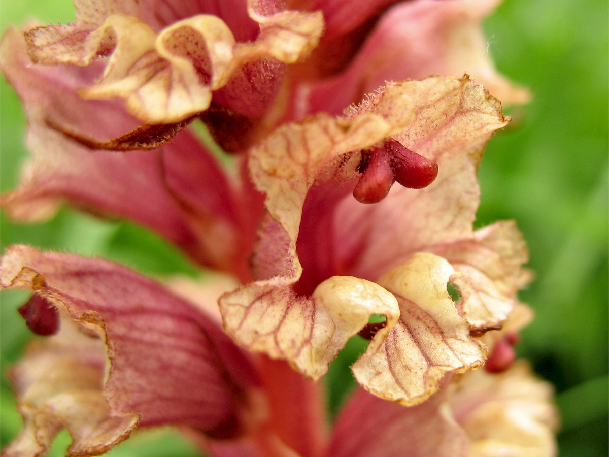 Image of Orobanche alba specimen.