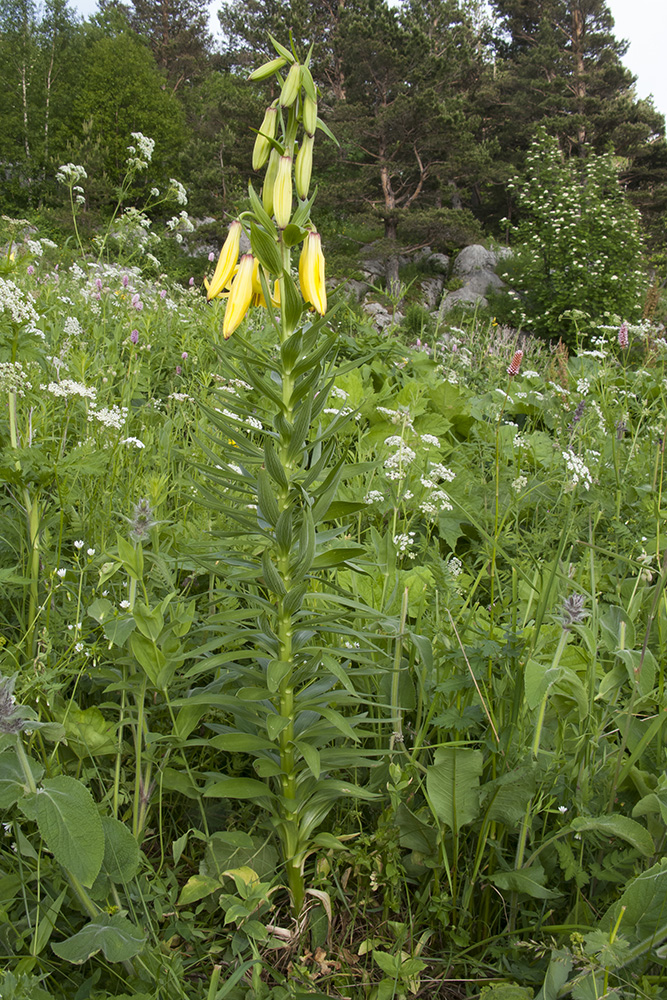 Image of Lilium monadelphum specimen.