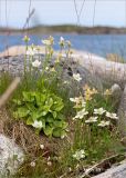 Parnassia palustris. Цветущие и плодоносящие растения. Мурманская обл., окр. пос. Дальние Зеленцы, заболоченная луговинка среди прибрежных валунов. 27.07.2018.