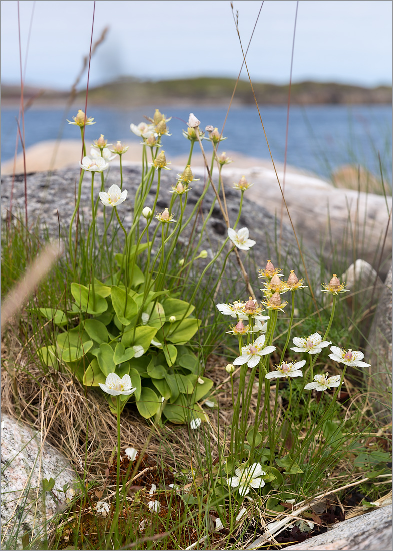 Изображение особи Parnassia palustris.