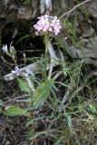 Erysimum cyaneum