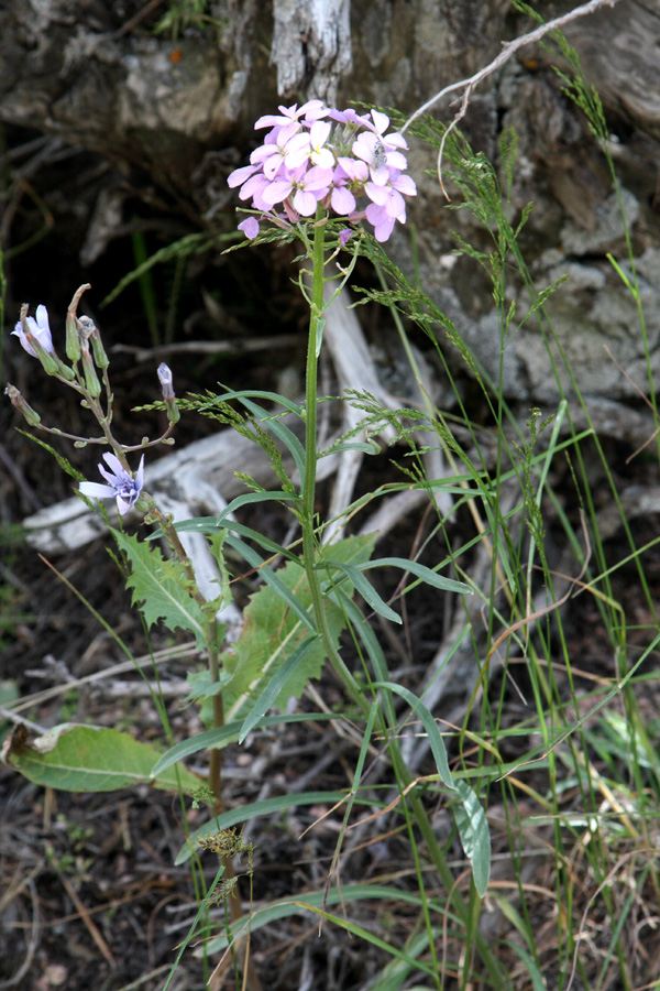 Изображение особи Erysimum cyaneum.