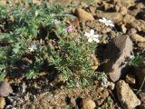 Gypsophila desertorum. Цветущее растение в каменистой пустынной степи. Тува, Овюрский кожуун, окр. с. Хандагайты. 30.07.2018.