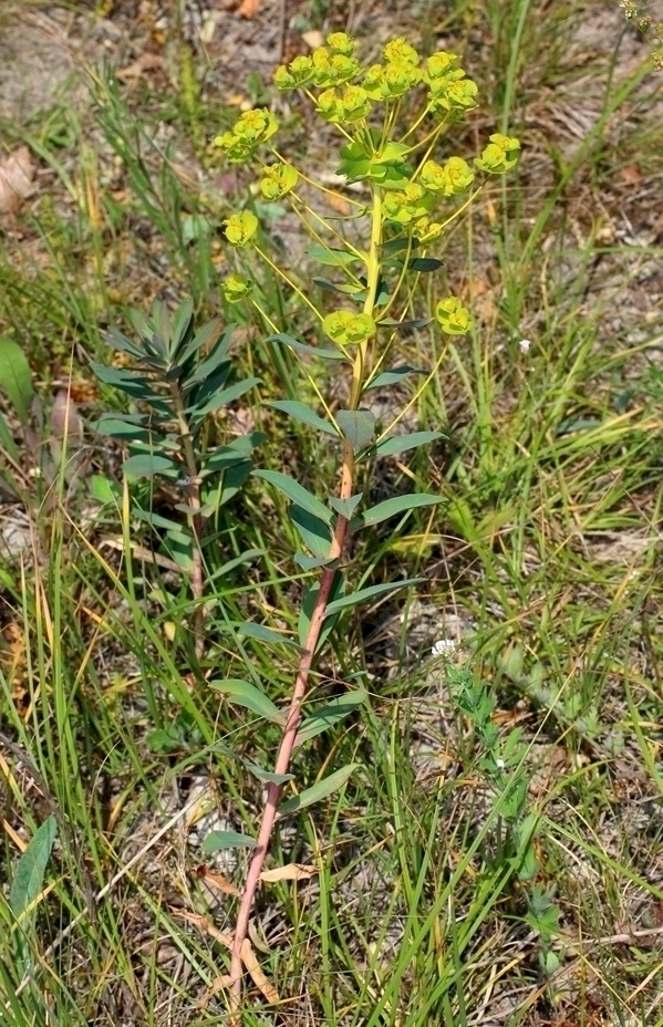 Image of Euphorbia novorossica specimen.