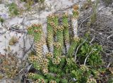 Euphorbia caput-medusae