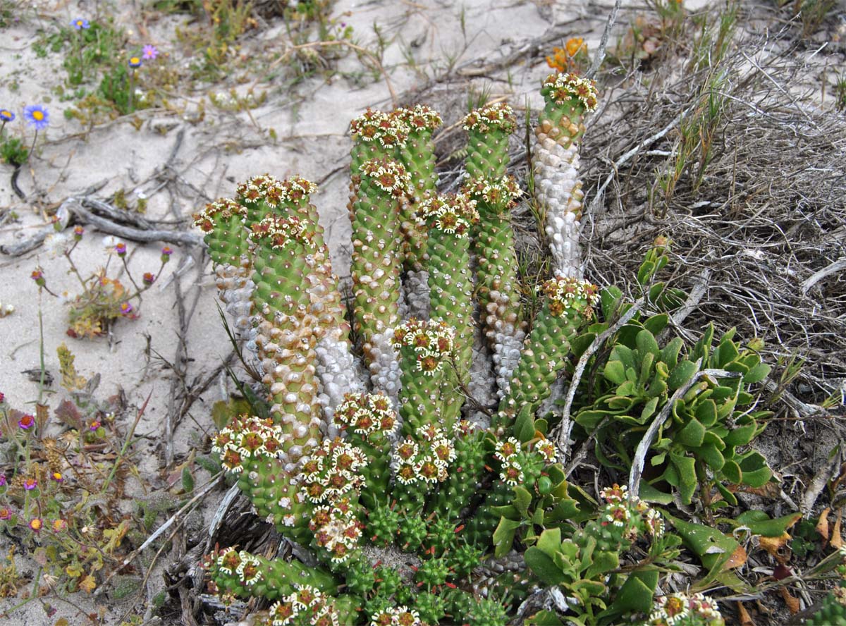 Изображение особи Euphorbia caput-medusae.