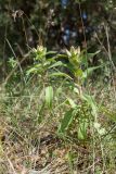 Gentiana cruciata