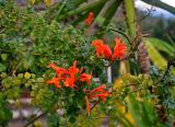 Tecomaria capensis. Верхушки ветвей с соцветиями. Турция, Чиралы, в культуре. 03.01.2019.