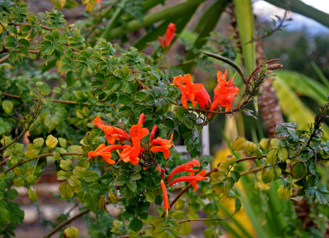 Изображение особи Tecomaria capensis.