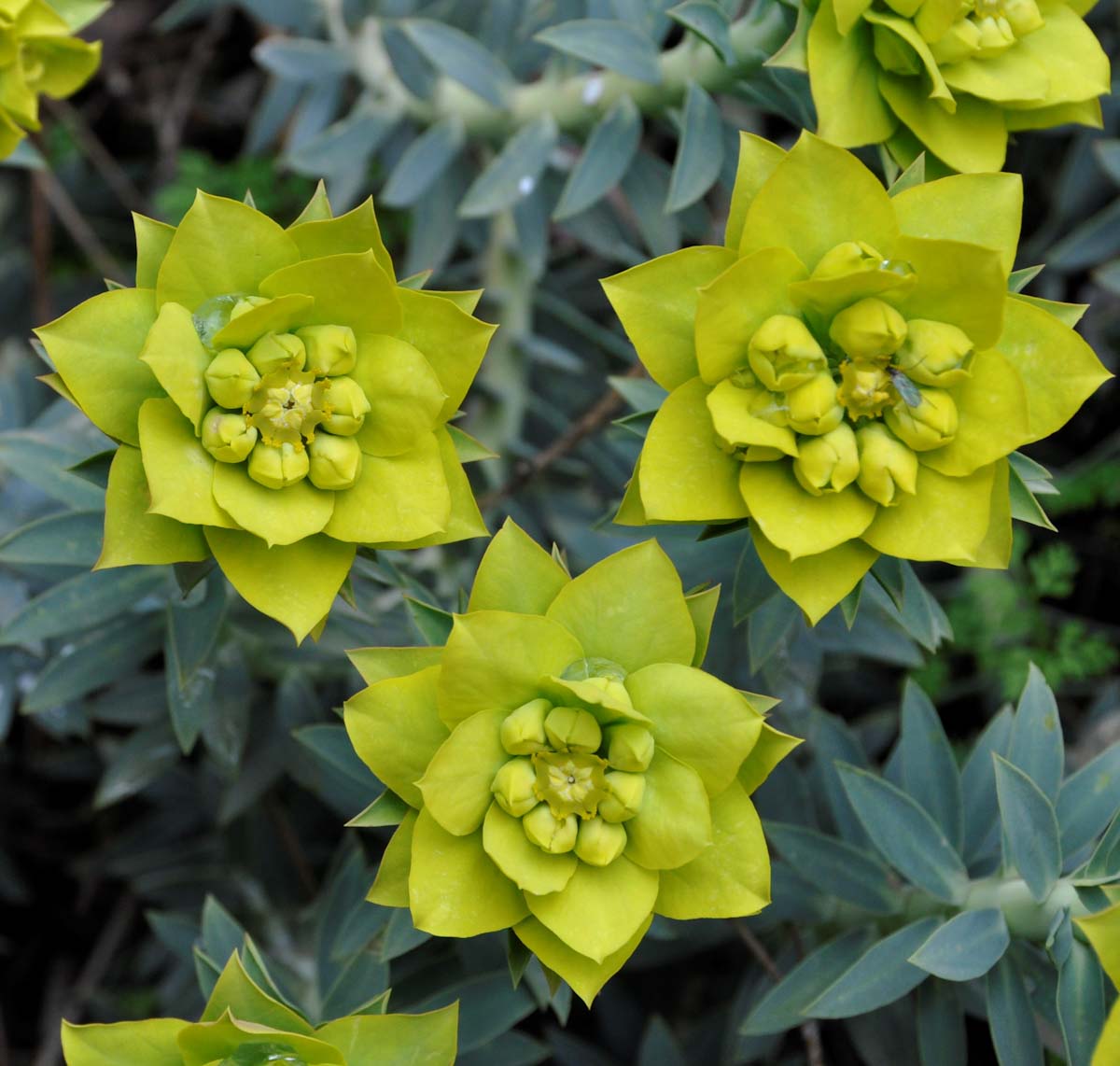 Image of Euphorbia veneris specimen.