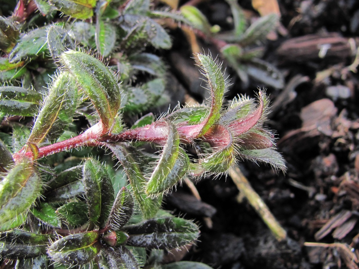 Изображение особи Cerastium holosteoides.