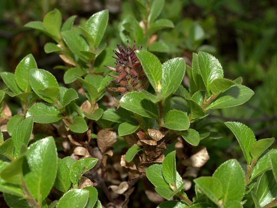 Image of Salix myrsinites specimen.