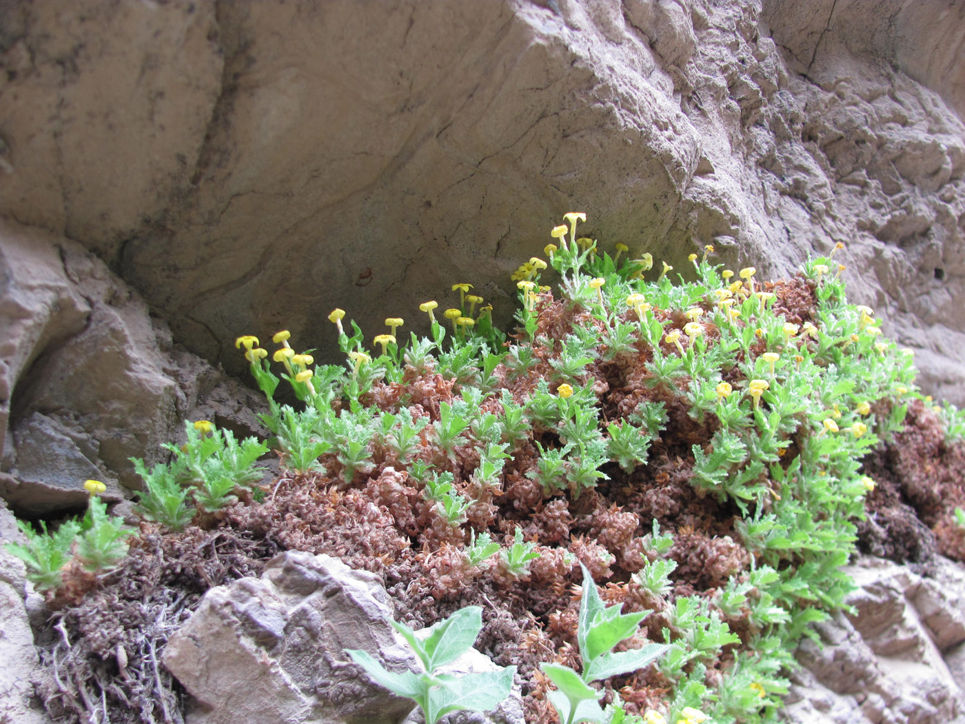 Image of Dionysia hissarica specimen.