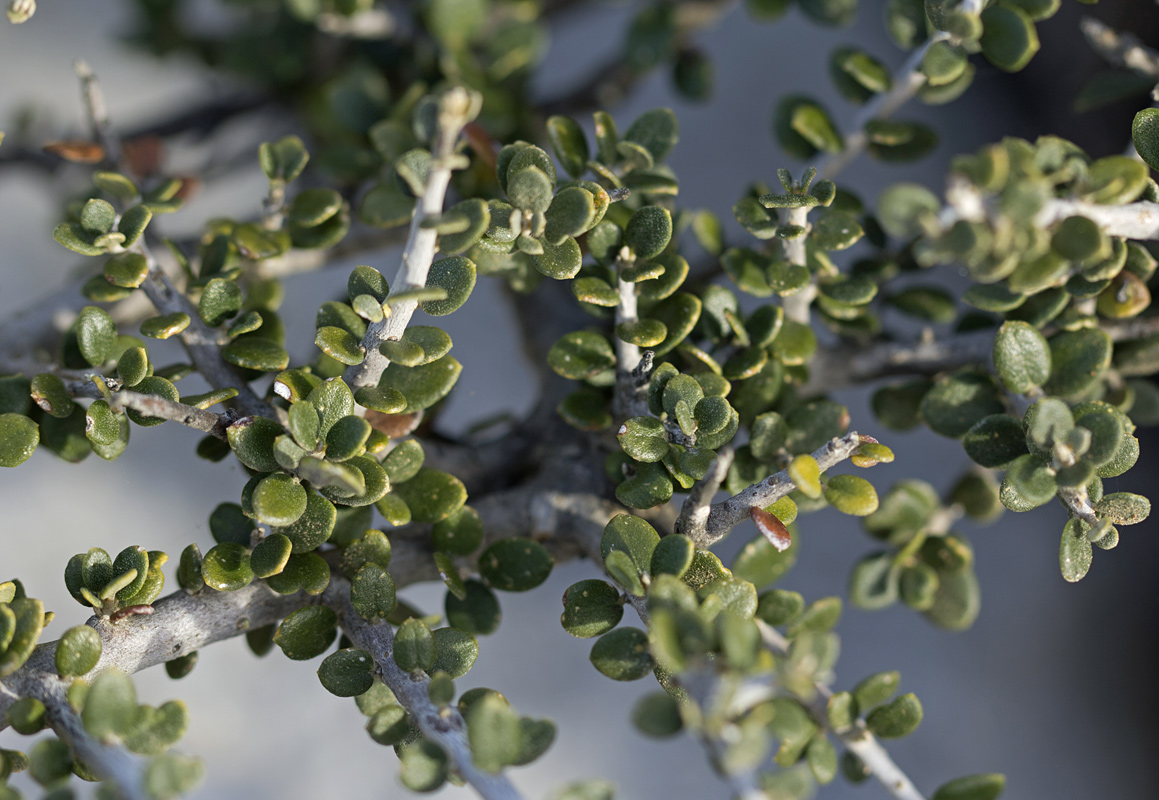 Image of Olea europaea var. sylvestris specimen.