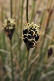 Schoenus nigricans