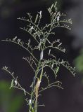 Image of taxon representative. Author is Валентин Реморов