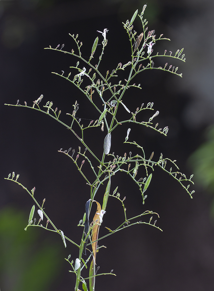 Image of Andrographis paniculata specimen.