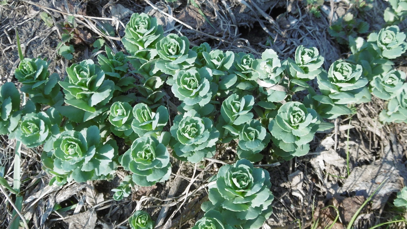 Изображение особи Hylotelephium triphyllum.