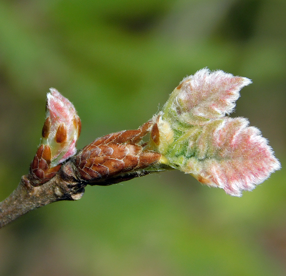 Image of Quercus pubescens specimen.