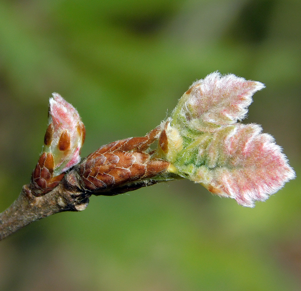 Изображение особи Quercus pubescens.