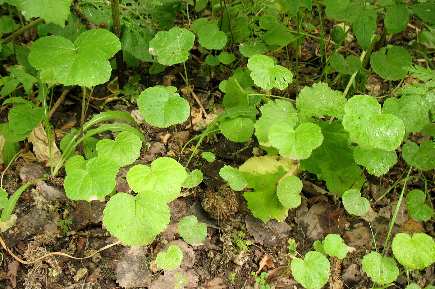 Image of Heracleum sosnowskyi specimen.