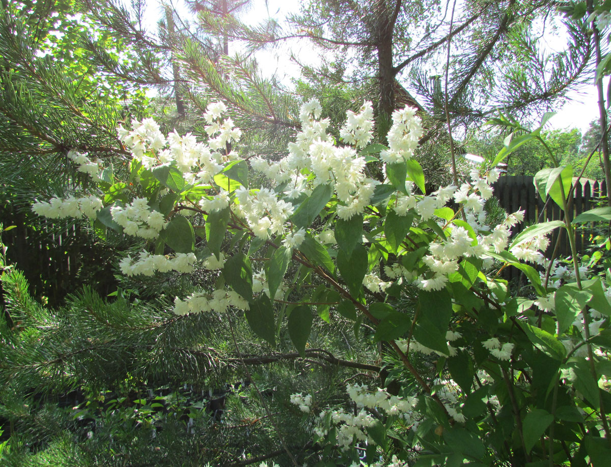 Изображение особи Deutzia scabra var. candidissima.