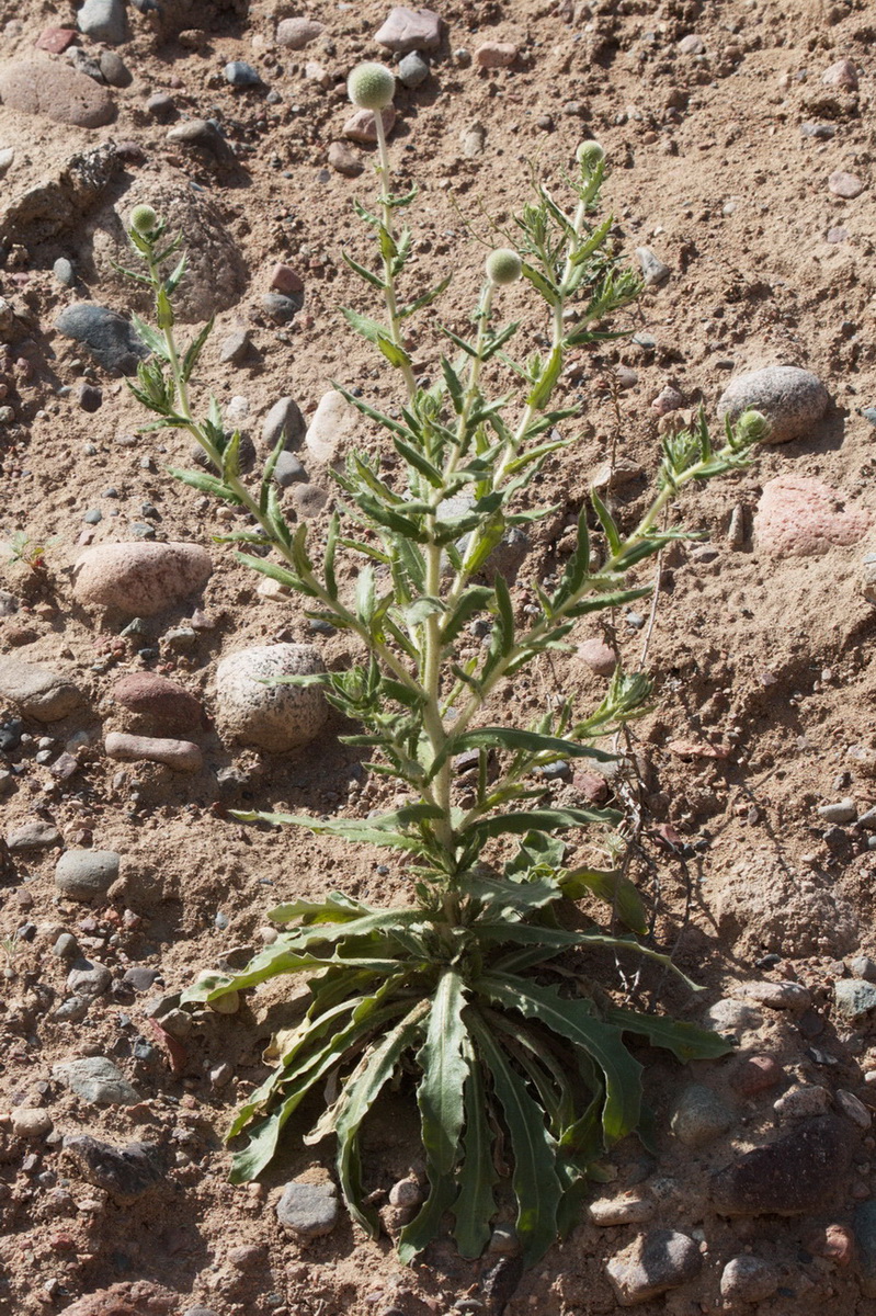 Image of Echinops knorringianus specimen.