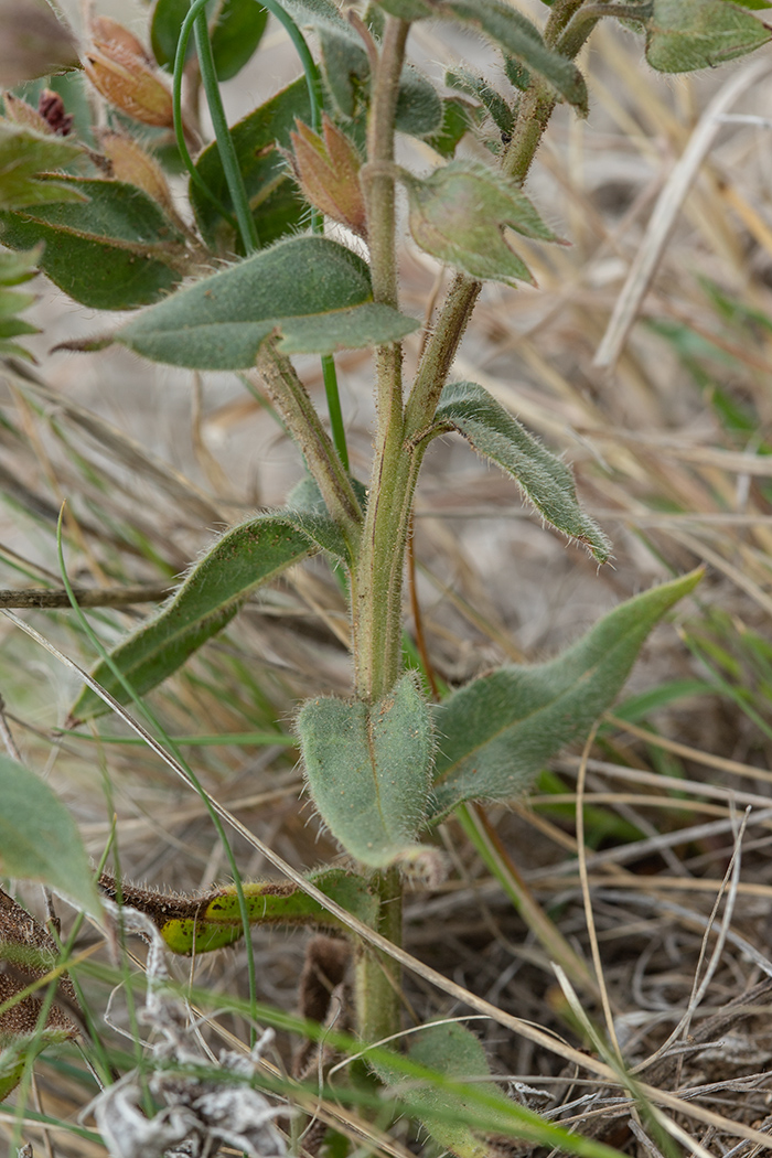 Image of Nonea taurica specimen.