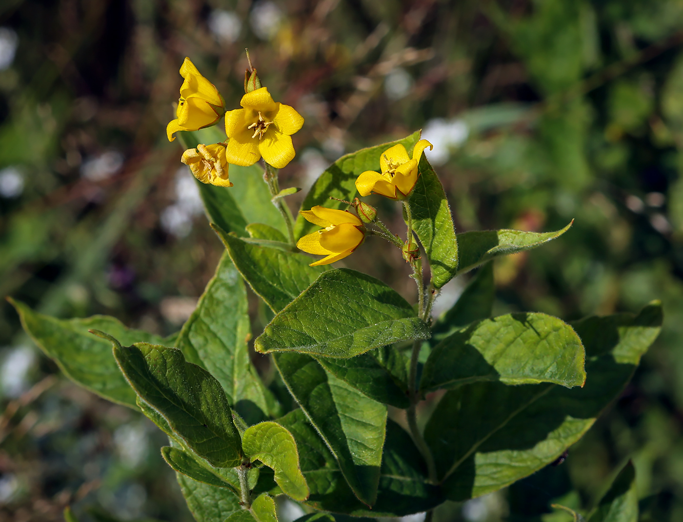 Изображение особи Lysimachia vulgaris.