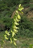 Astragalus galegiformis. Соцветие. Дагестан, Рутульский р-н, окр. с. Хлют, пойма реки, каменистый субстрат. 4 июня 2019 г.