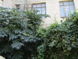 Aralia elata. Цветущее растение и плодоносящая жимолость каприфоль. Волгоград, Ботсад ВГСПУ. 24.07.2019.