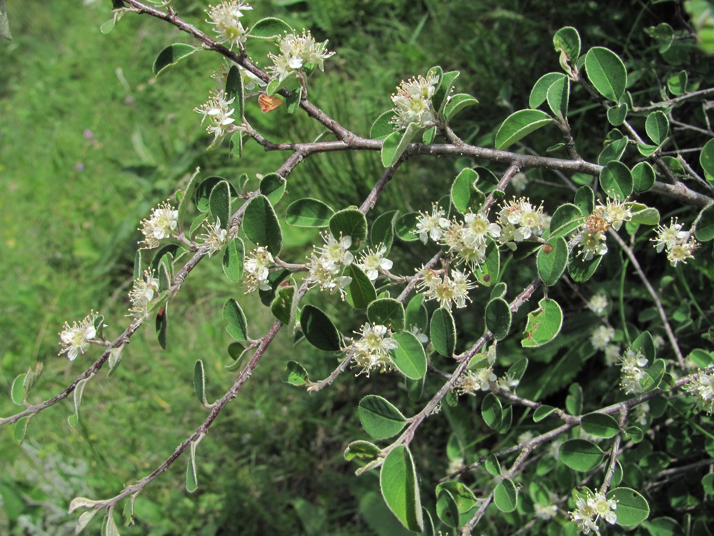 Image of Cotoneaster racemiflorus specimen.