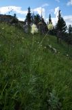 Rhaponticoides ruthenica. Цветущее растение. Алтайский край, Краснощековский р-н, с. Тигирек. 15 июля 2010 г.