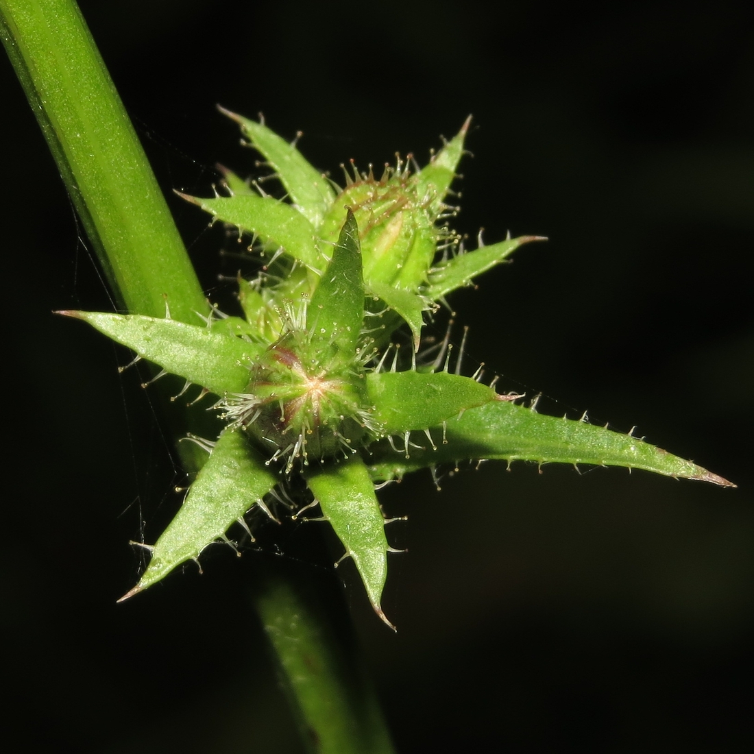 Image of Cichorium intybus specimen.