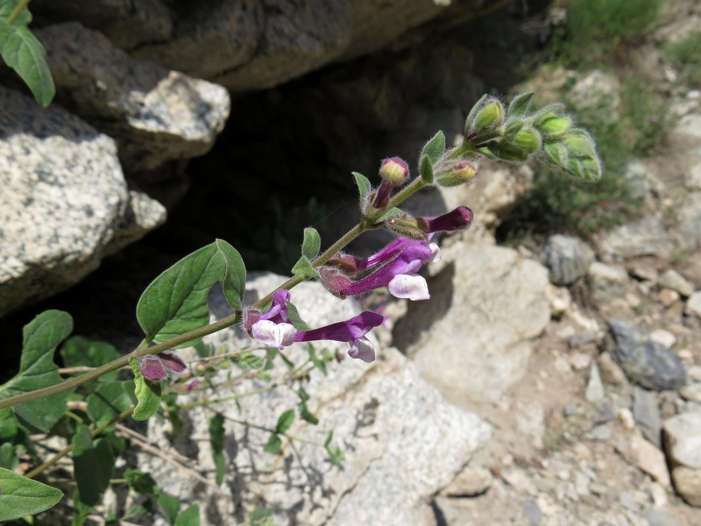 Изображение особи Scutellaria hissarica.