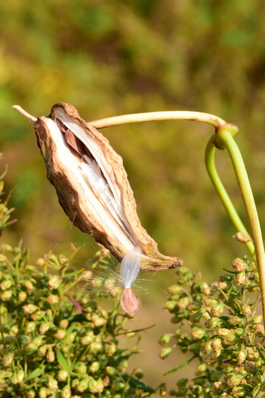 Image of Metaplexis japonica specimen.