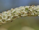 Sanguisorba parviflora. Часть соплодия. Приморский край, Шкотовский р-н, окр. с. Новонежино, сырой разнотравный луг. 22.09.2019.