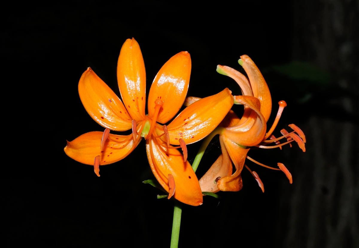 Изображение особи Lilium distichum.