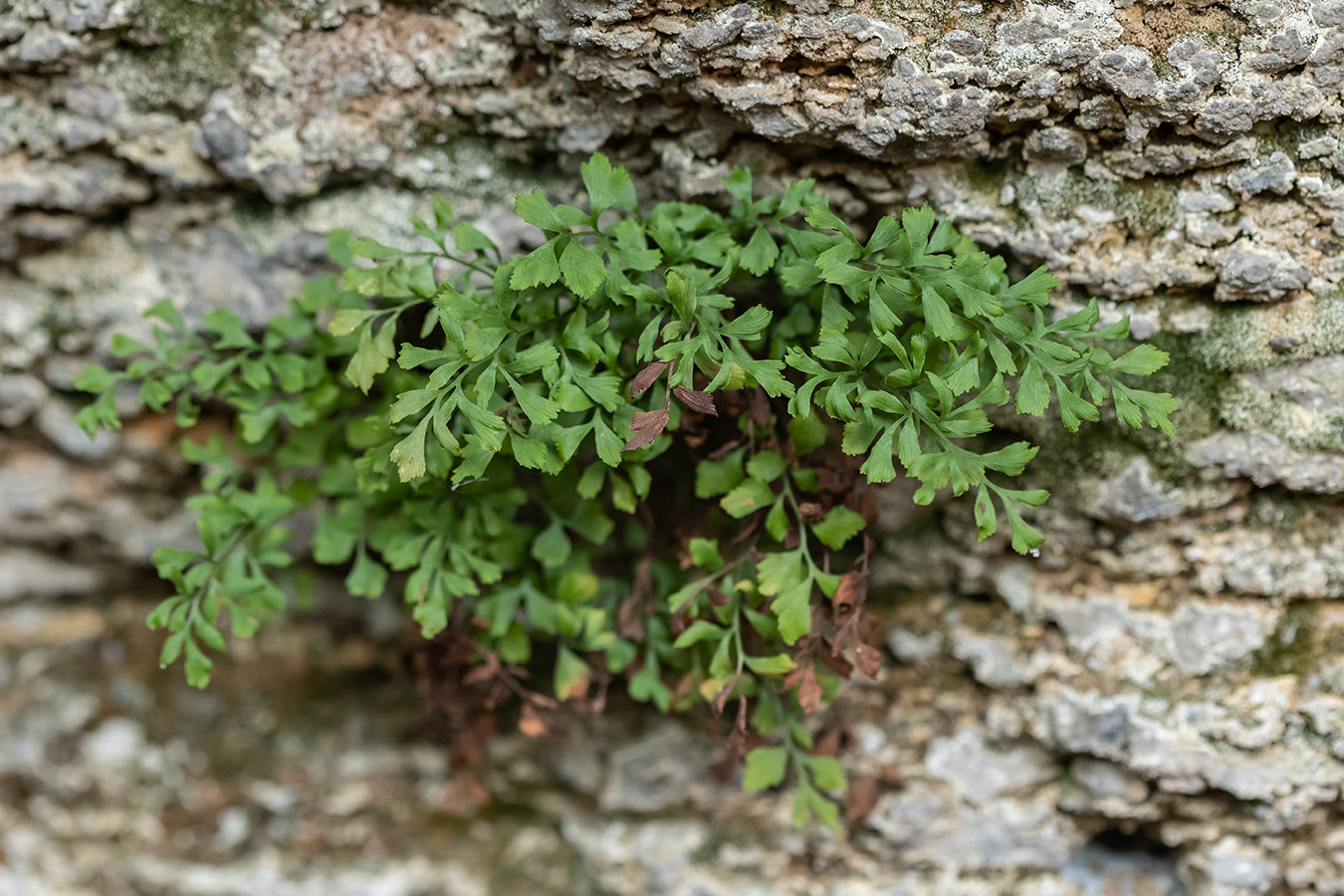 Изображение особи Asplenium ruta-muraria.