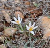 Crocus veneris